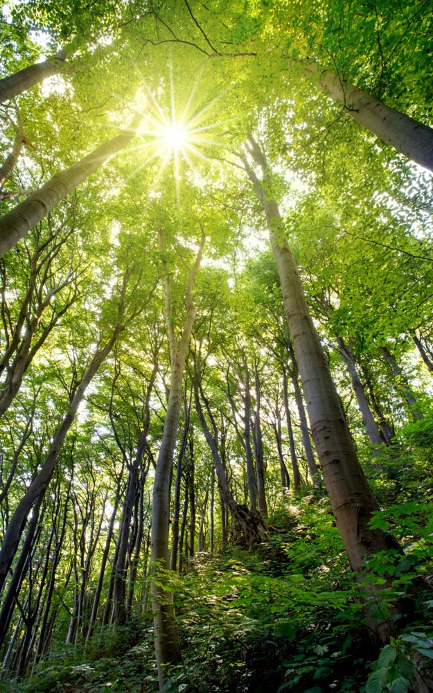 Wald Wald